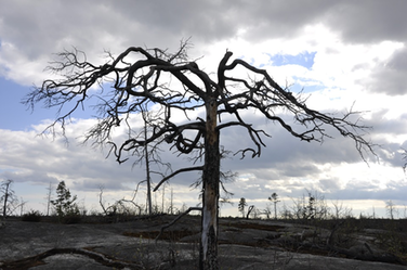 Arbre mort