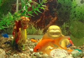 Bouddha aquarium2