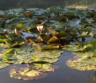 Lotus sur étang petit