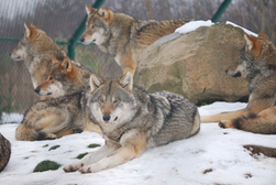 loups en meute