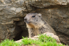 Marmotte