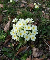 Petites fleurs du printemps