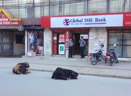 Vaches dans la rue