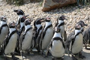Le petit pingouin ou le risque de la sur-adaptation
