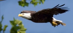 l'aigle qui accepte de sacrifier plumes, serres et bec nous montre un chemin de transformation