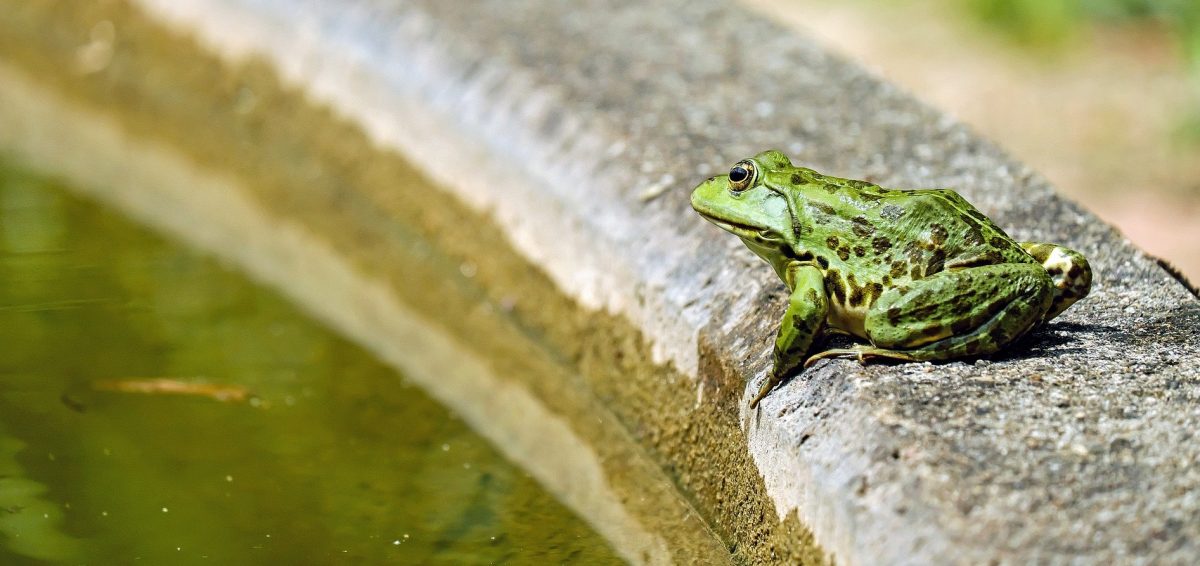 Métamorphose de la vie pour devenir qui on est