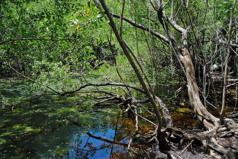 Entre la terre et l'eau un espace de ressources pour soutenir la vie