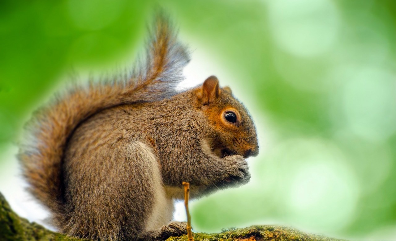 La guerre de la noisette est déclarée entre ces écureuils