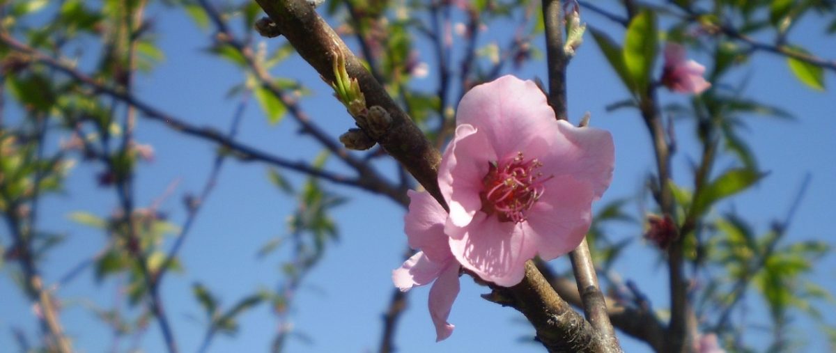 Une fleur qui s'ouvre